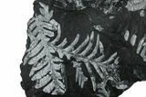 Fossil Seed Fern (Alethopteris) Plate - Pennsylvania #299984-1